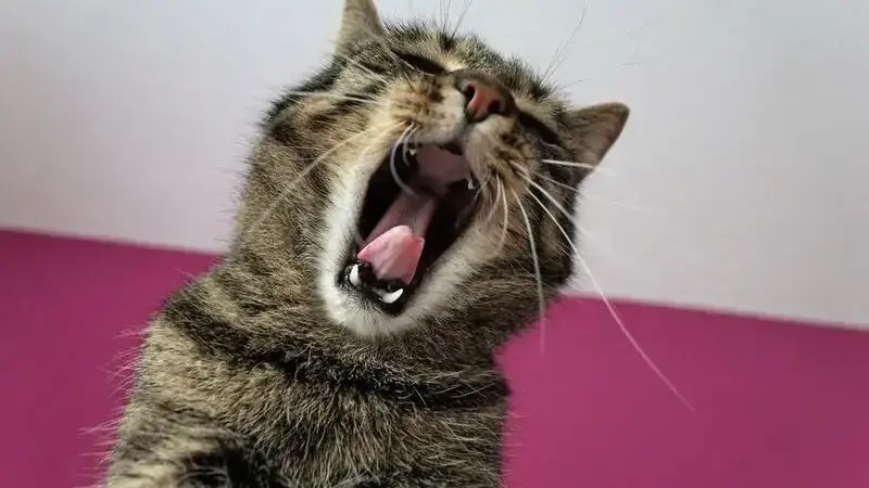 tosse gatto