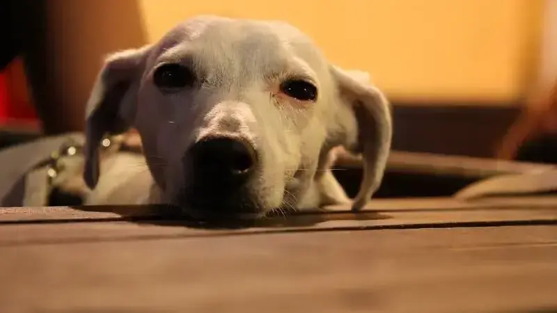 cane tosse