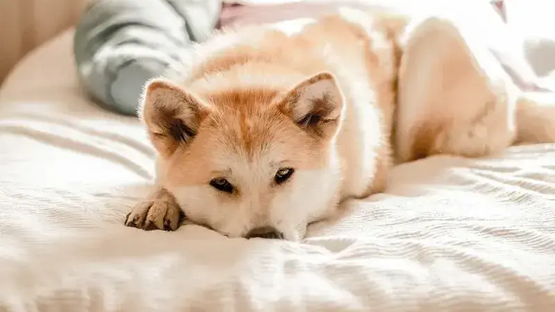 dog-3388070_1920-min