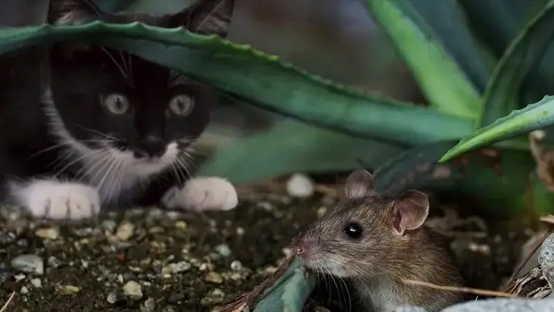 un gatto caccia un topo che potrebbe causargli toxoplasmosi gatto