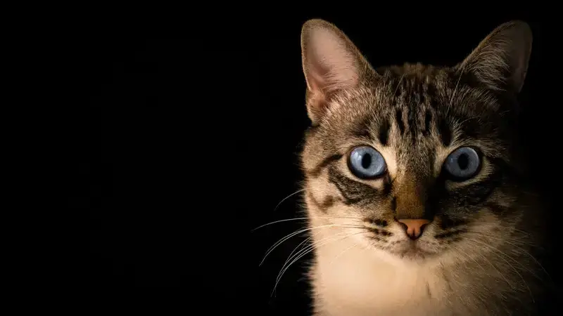 tubercolosi gatto