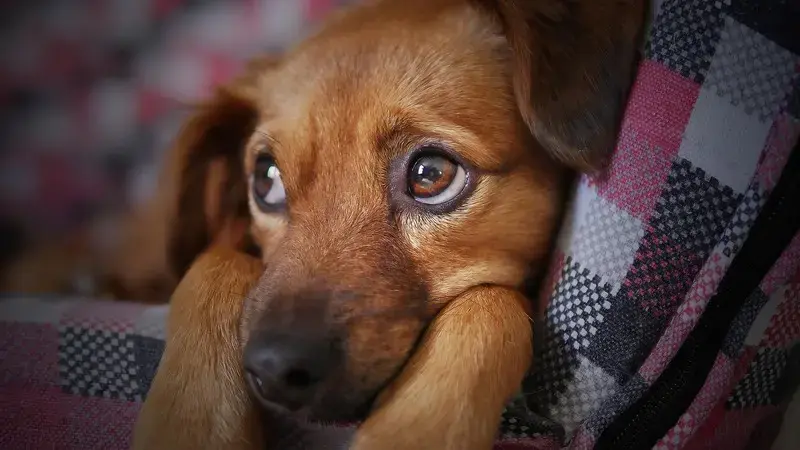 tumore al fegato cane
