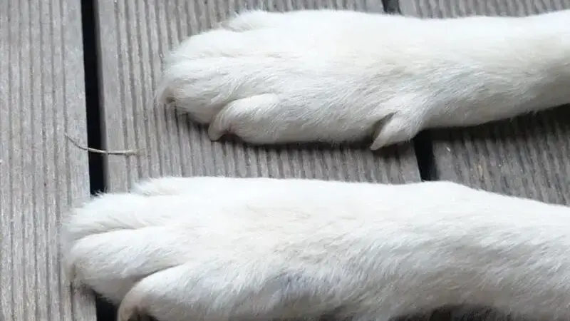 dog-186230_640-min