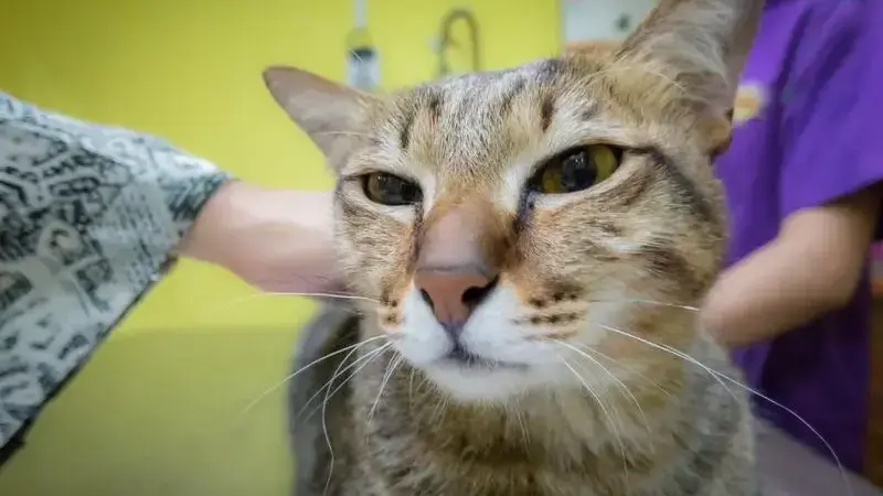 vaccini gatti