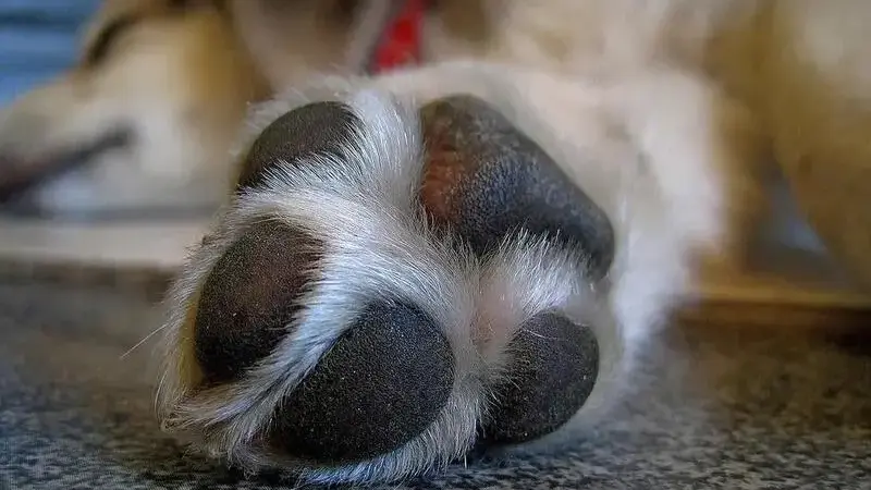 paw-697837_1920 (1)-min (2)